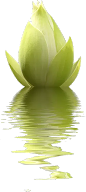 Green Lotus Reflection PNG image