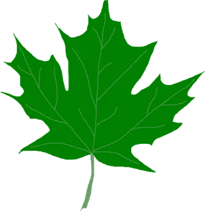 Green Maple Leaf Clipart PNG image