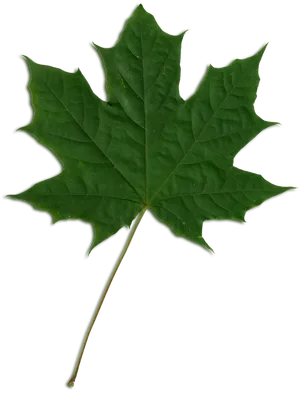 Green Maple Leaf Isolated PNG image