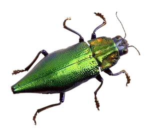 Green Metallic Beetle PNG image