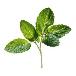 Green Mint Leaf Png 06212024 PNG image