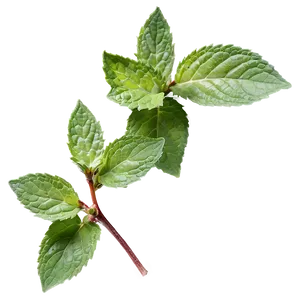 Green Mint Leaf Png 06262024 PNG image