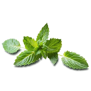 Green Mint Leaf Png 91 PNG image