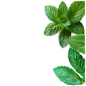 Green Mint Leaf Png Epc PNG image