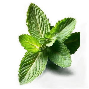 Green Mint Leaf Png Lpc16 PNG image