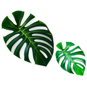 Green Monstera Leaf Png 06212024 PNG image