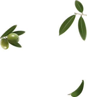 Green Olives Branch Blue Background PNG image