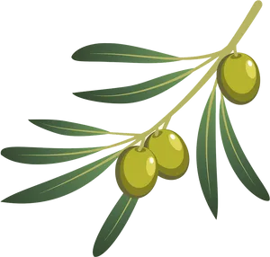 Green Oliveson Branch Vector PNG image