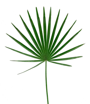 Green Palm Fan Shaped Leaf PNG image