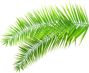 Green Palm Frond Clipart PNG image