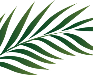 Green Palm Leaf Graphic PNG image