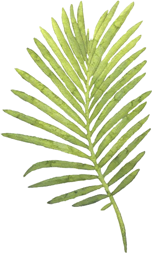 Green Palm Leaf Isolated PNG image