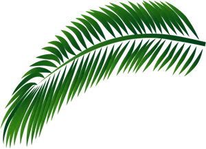 Green Palm Leaf Vector PNG image