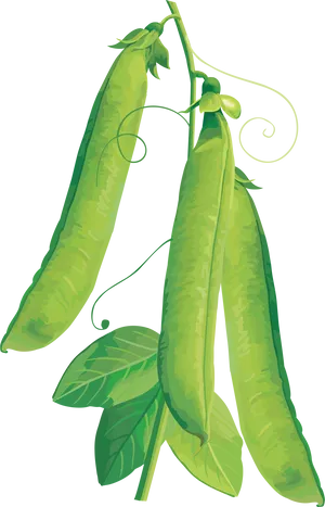 Green Peapods Illustration PNG