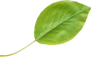Green Pear Leaf Isolated.png PNG image