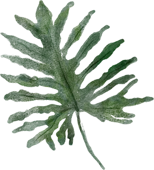 Green Philodendron Leaf Texture PNG image