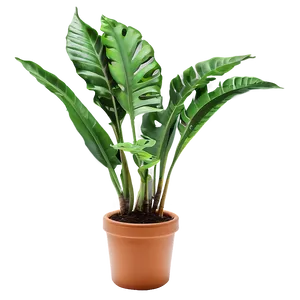Green Plant PNG 05032024