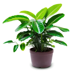 Green Plant PNG 05032024