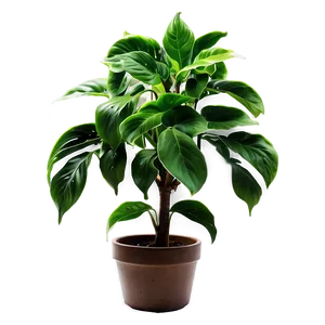 Green Plant PNG Pid89