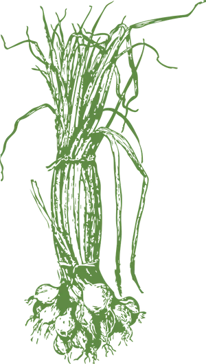 Green Plant Roots Outlineon Blue Background PNG image