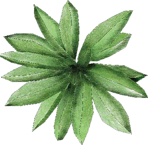 Green Plant Top View PNG image