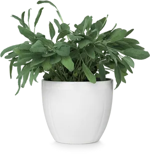 Green Plantin White Ceramic Pot PNG image