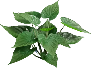 Green Pothos Plant Transparent Background PNG image