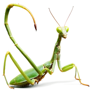 Green Praying Mantis PNG Oaw50 PNG