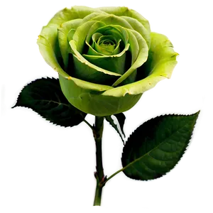 Green Roses Nature Png Eyd98 PNG image