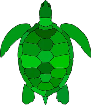 Green Sea Turtle Graphic PNG image