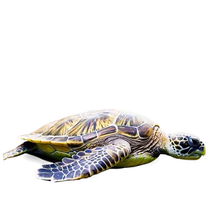 Green Sea Turtle Profile PNG Qrr PNG