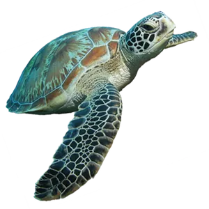 Green Sea Turtle Swimming PNG image