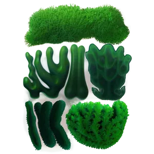 Green Seaweed Illustration PNG 37