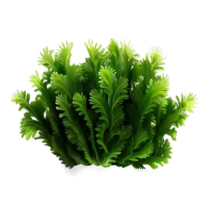 Green Seaweed Illustration PNG 96