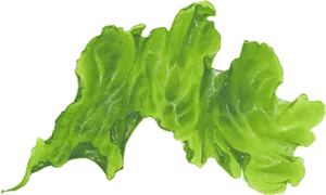 Green Seaweed Illustration PNG image
