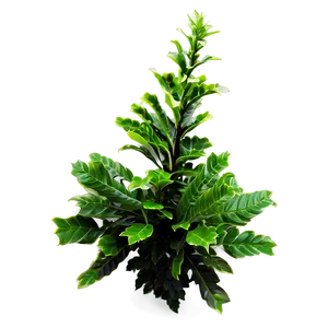 Green Shrub Png Ltn16 PNG image