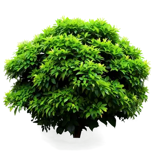 Green Shrub Png Toj PNG image