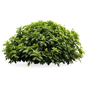 Green Shrub Png Xfe PNG image