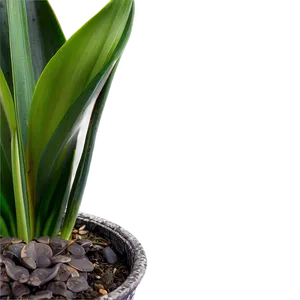 Green Snake Plant PNG 06122024