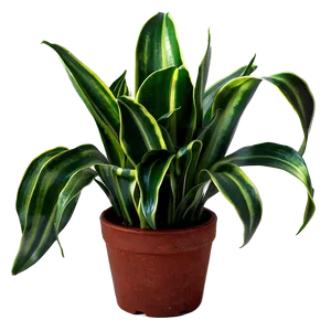 Green Snake Plant Png Qnu56 PNG image