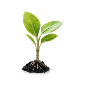 Green Sprout Png 06132024 PNG image