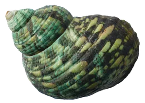 Green Striped Marine Seashell.png PNG image
