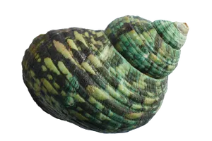 Green Striped Seashell.png