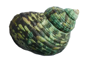 Green Striped Seashellon Black Background