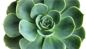 Green Succulent Closeup PNG image