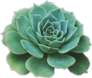 Green Succulent Plant PNG image