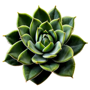 Green Succulent Png 05242024 PNG image