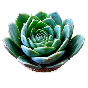 Green Succulent Png 05242024 PNG image