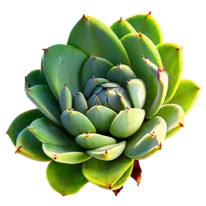 Green Succulent Png Odv PNG image