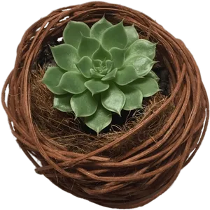 Green Succulentin Twined Planter PNG image